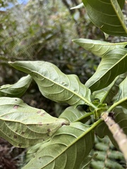 Dioicodendron