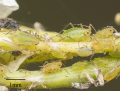 Myzus persicae