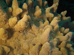 Phyllodiscus semoni