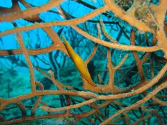 Subergorgia suberosa