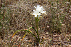 Crinum flaccidum