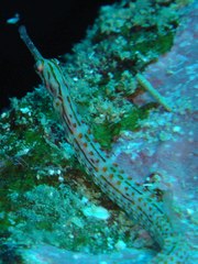 Corythoichthys ocellatus