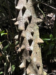 Zanthoxylum quinduense