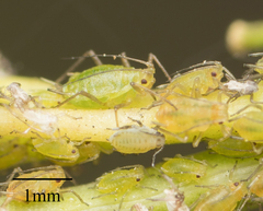 Myzus persicae