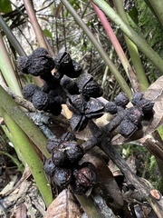 Zanthoxylum quinduense