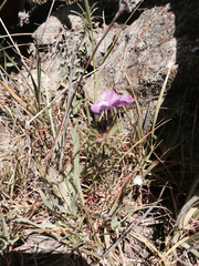 Polemoniaceae