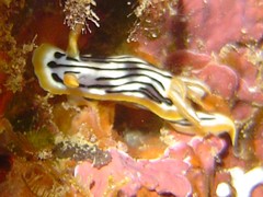 Chromodoris strigata