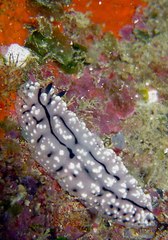 Phyllidiopsis krempfi
