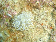 Pseudodistomidae