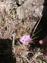 Polemoniaceae