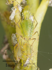 Myzus persicae