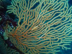 Pellasimnia brunneiterma