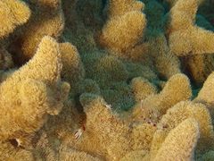 Phyllodiscus semoni