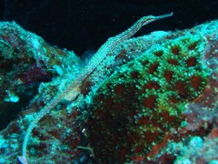 Corythoichthys ocellatus