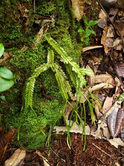 Phlegmariurus myrsinites