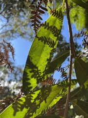 Daphnopsis caracasana
