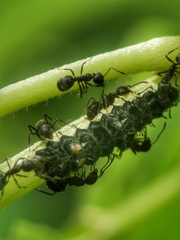 Logania marmorata damis