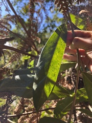 Daphnopsis caracasana