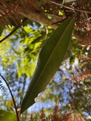 Daphnopsis caracasana