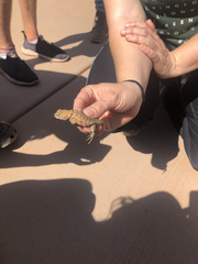 Sceloporus uniformis