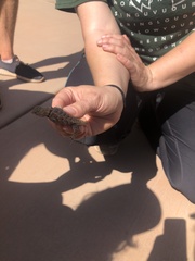 Sceloporus uniformis