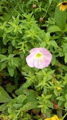 Oenothera speciosa