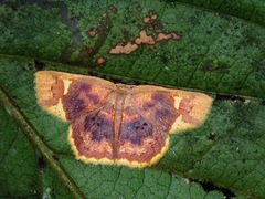 Chrysocraspeda phlogea