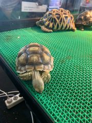 Centrochelys sulcata