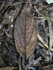 Ocotea pedicellata