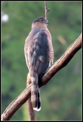 Accipiter cooperii