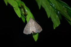 Carteris oculatalis