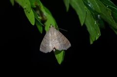 Carteris oculatalis
