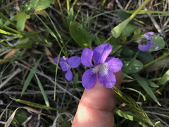 Viola sagittata