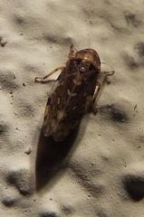 Xestocephalus tessellatus