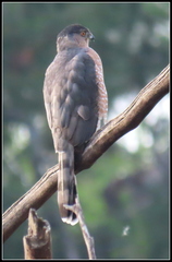 Accipiter cooperii