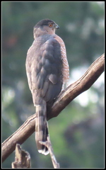 Accipiter cooperii