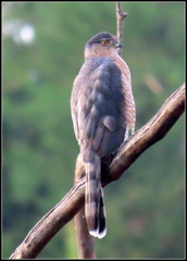 Accipiter cooperii