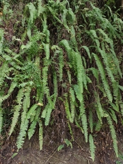 Nephrolepis copelandii