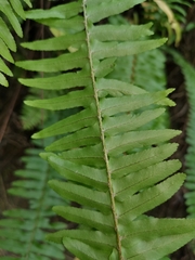 Nephrolepis copelandii