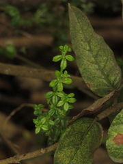 Galium hypocarpium