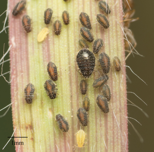 Hedgehog Grain Aphid photo 4