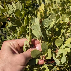 Arctostaphylos hooveri