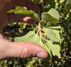 Arctostaphylos hooveri