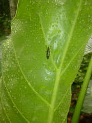 Raphirhinus phosphoreus