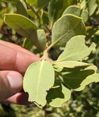 Arctostaphylos hooveri