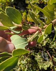 Arctostaphylos hooveri