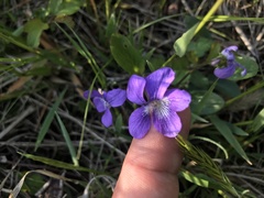 Viola sagittata