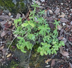 Lupinus cervinus