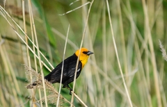 Xanthocephalus xanthocephalus