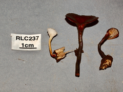 Neodictyopus gugliottae